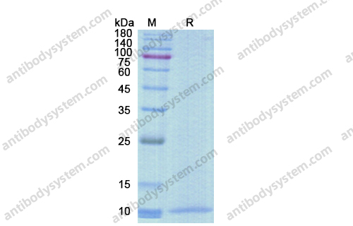 Recombinant Human CCL18/PARC/MIP-4 Protein, N-His