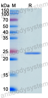 Recombinant Human CD49a/ITGA1/VLA-1 Protein, N-His