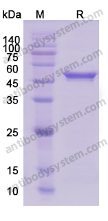 Recombinant Human BACE1 Protein, N-His