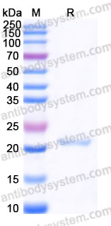 SDS PAGE for Recombinant Human CLDN18.2 Protein, N-Twin strep-Flag (Active) ?>