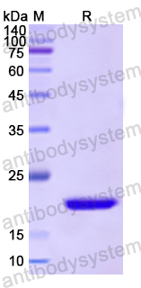 Recombinant Human CD322/JAM2 Protein, N-His