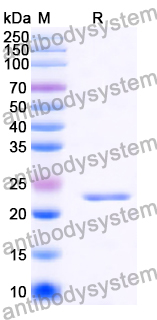Recombinant Human SYNJ2BP Protein, N-His-SUMO