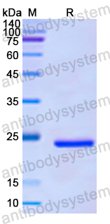 Recombinant Human GSDMD Protein, N-His