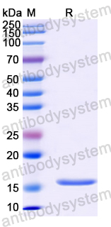 Recombinant Human GABARAPL2 Protein, N-His