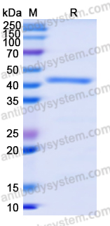 Recombinant Human ACTB/β-actin/Beta Actin Protein, N-His
