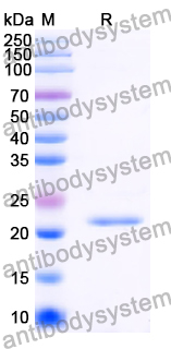 Recombinant Human SEM1 Protein, N-His-SUMO & C-Strep