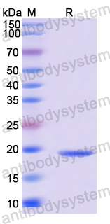 Recombinant Human MAGOH Protein, N-His