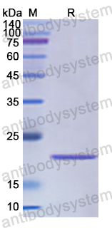 Recombinant Human FGF12 Protein, N-His