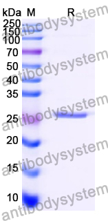 Recombinant Human RHOA Protein, N-Strep