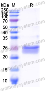 Recombinant Human RND3 Protein, N-His