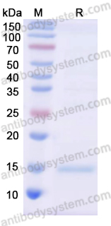 Recombinant Human TGFB2 Protein, N-His