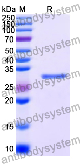 Recombinant Human YWHAG Protein, N-His