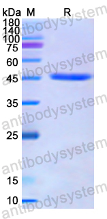 Recombinant Human PSMC6 Protein, N-His