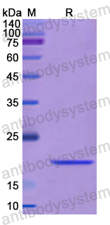 Recombinant Human RAB11A Protein, N-His