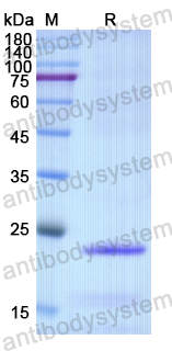 Recombinant Human SEC11A Protein, N-His