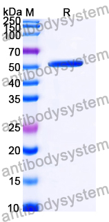 Recombinant Human TUBA1B/Alpha Tubulin Protein, C-His
