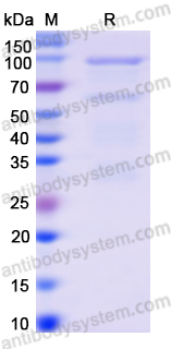 Recombinant Human DLG4/PSD95 Protein, N-His