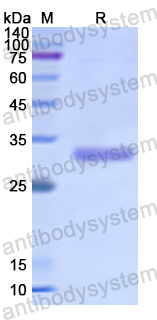 Recombinant Human CNTNAP1 Protein, N-His