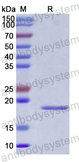 Recombinant Human CX3CL1/Fractalkine Protein, N-His