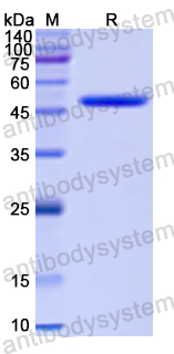 Recombinant Human RELN Protein, N-His