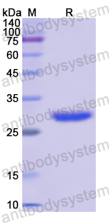 Recombinant Human CD156b/ADAM17 Protein, N-His