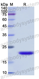 Recombinant Human CD213a1/IL13RA1 Protein, N-His