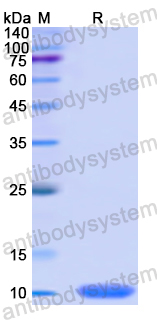 Recombinant Human CCL8/MCP-2 Protein, N-His