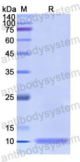 Recombinant Human CCL7/MCP-3 Protein, N-His