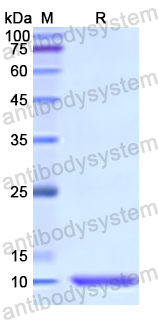 Recombinant Human CXCL6/GCP-2 Protein, N-His