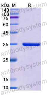 Recombinant Human CXCL6/GCP-2 Protein, N-GST