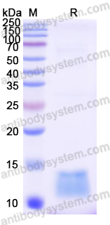 Recombinant Human NUCB2 Protein, N-His