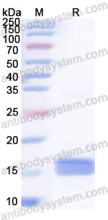 Recombinant Human S100A12 Protein, N-His