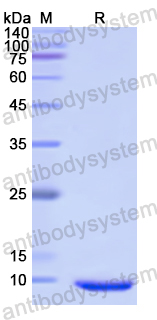 Recombinant Human HAMP Protein, N-His