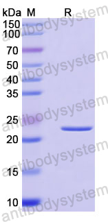 Recombinant Human FOXO4 Protein, N-His-SUMO & C-Strep