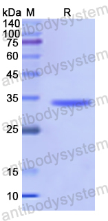 Recombinant Human ATP2C1 Protein, N-GST