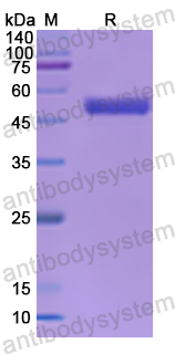 Recombinant Human TFAM Protein, N-GST