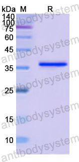 Recombinant Human PURA Protein, N-His