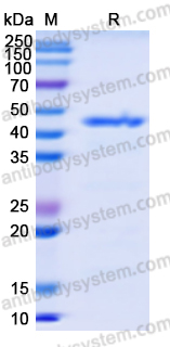 Recombinant Human E2F1/RBBP3 Protein, N-His