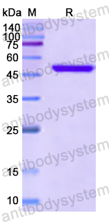 Recombinant Human CD83 Protein, N-GST