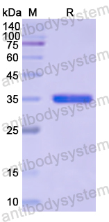 Recombinant Human DEFA6 Protein, N-GST