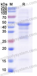 Recombinant Human COL4A3 Protein, N-GST