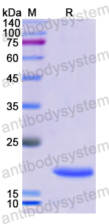 Recombinant Human PLCB3 Protein, N-His