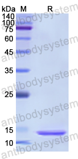 Recombinant Human NAAA Protein, N-His