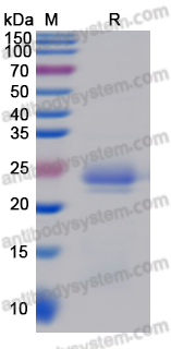 Recombinant Human RHD Protein, N-His-SUMO