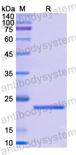 Recombinant Human NRG1 Protein, N-His