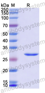 Recombinant Human DSG1/Desmoglein-1 Protein, N-His