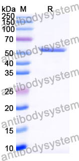 Recombinant Human DSG1/Desmoglein-1 Protein, C-His
