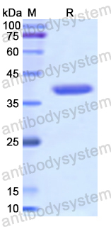 Recombinant Human MUC3A Protein, N-GST