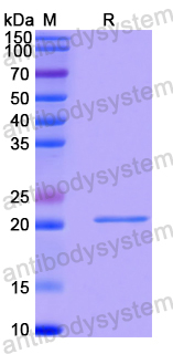 Recombinant Human ID3 Protein, N-His-SUMO
