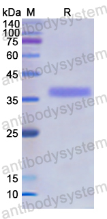 Recombinant Human GHRHR Protein, N-GST